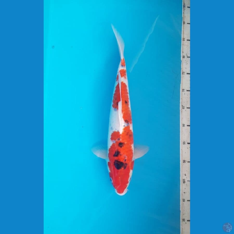 Goshiki 43cm Male