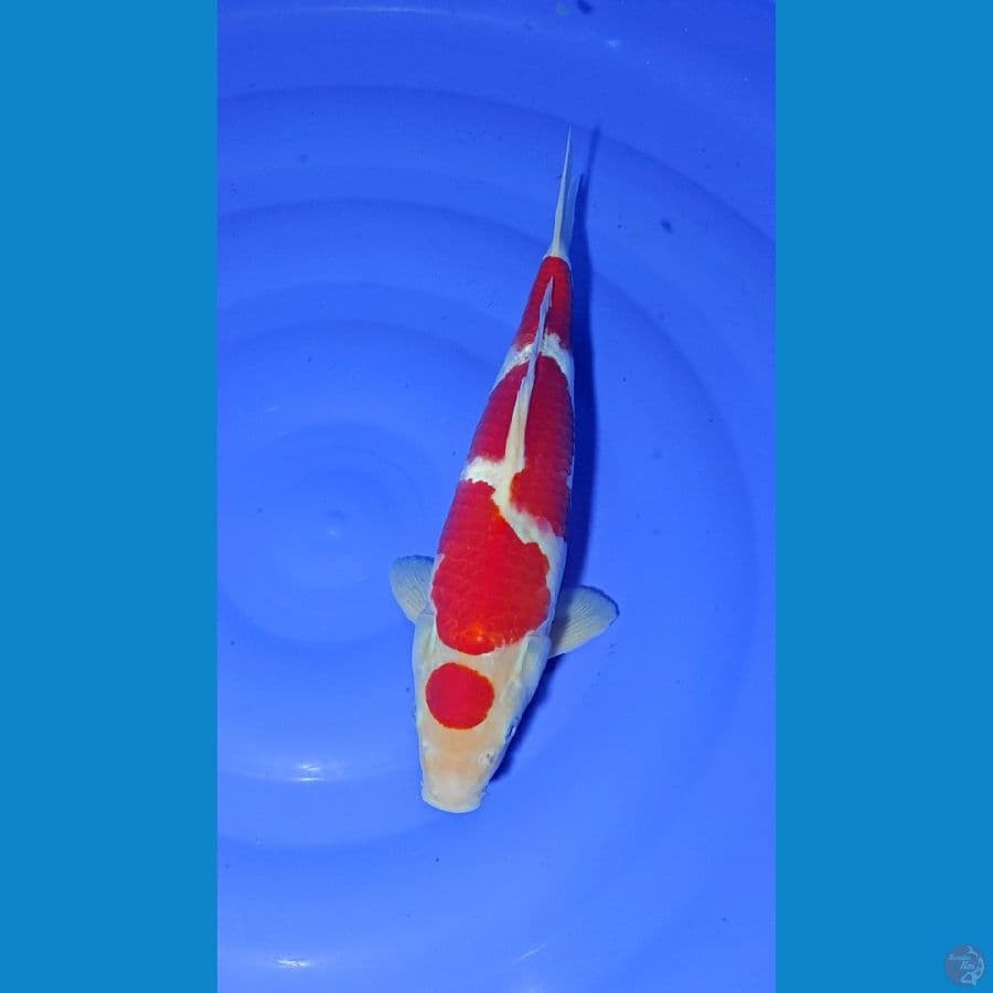 KOHAKU MARUTEN MALE