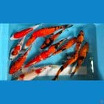 paket mix 18-24cm