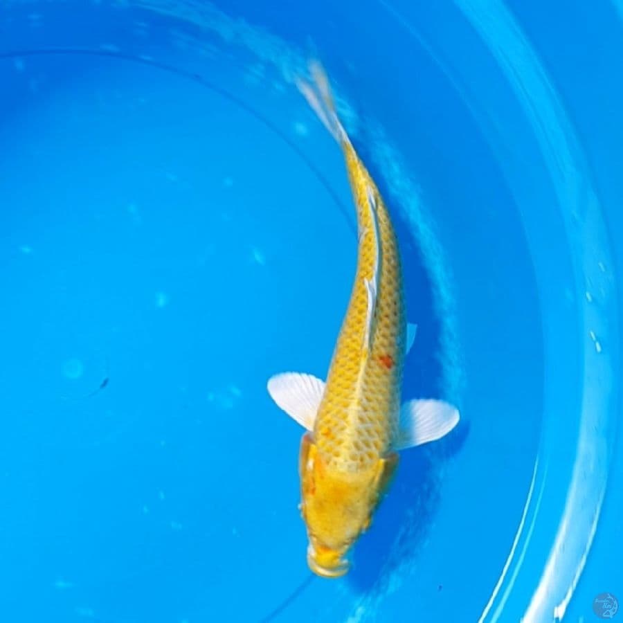 Yamabuki Ogon
