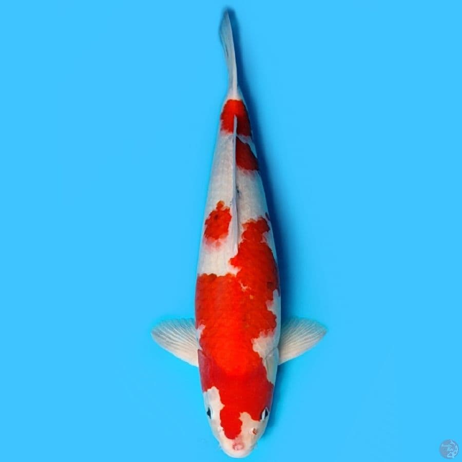 Taisho Shansoku 54cm