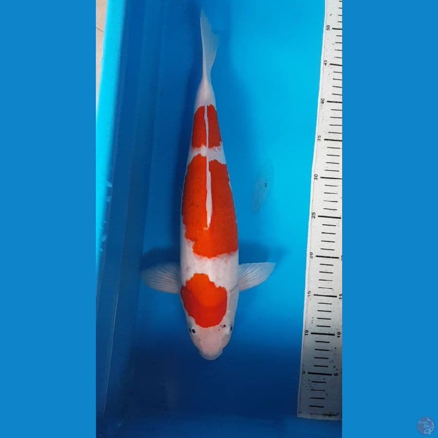 AIKOROMO 44 cm