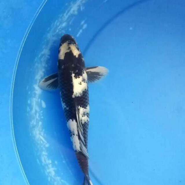 Shiro 29cm male