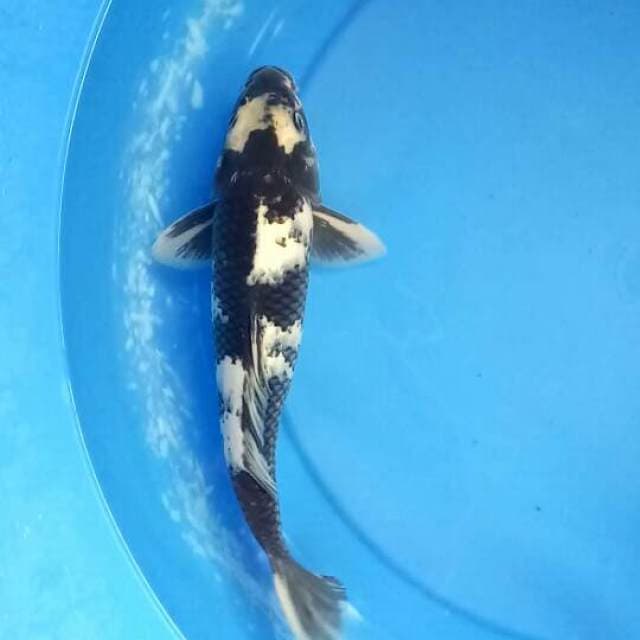 Shiro 29cm male