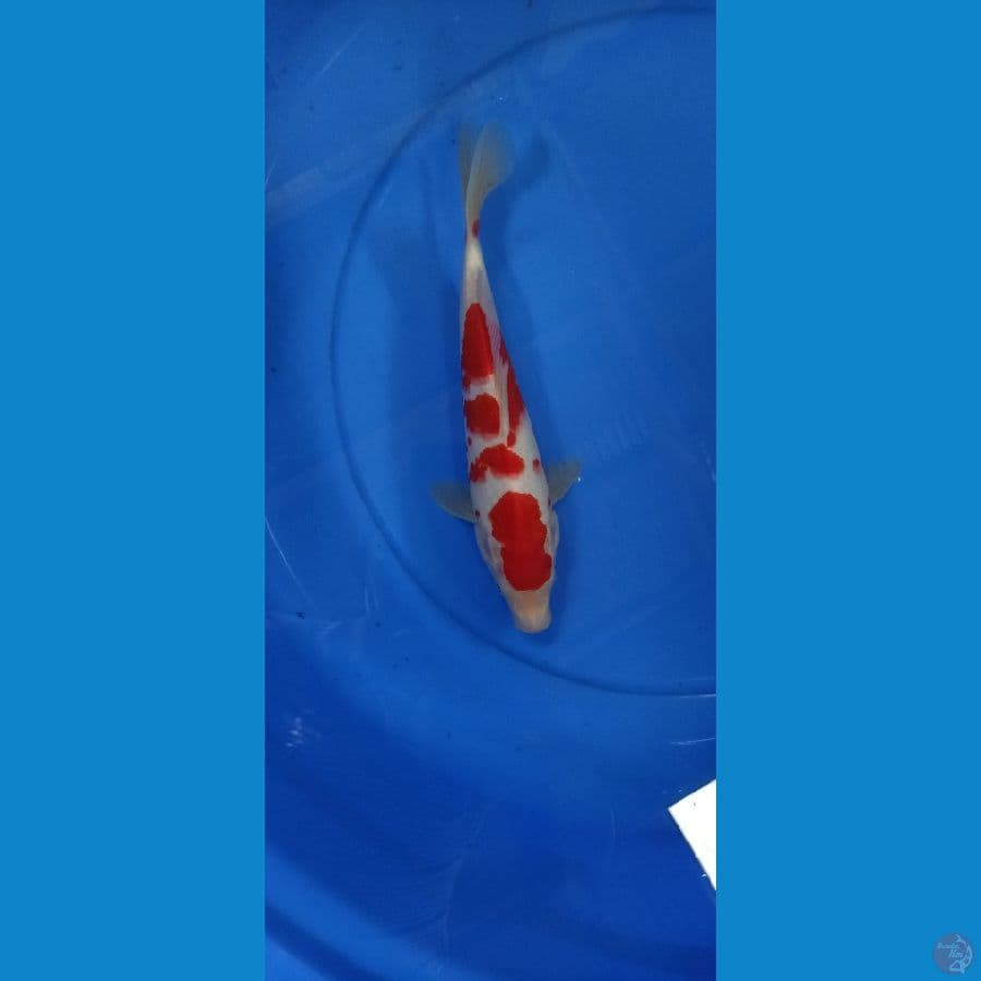 Yondan kuhaku 28 cm