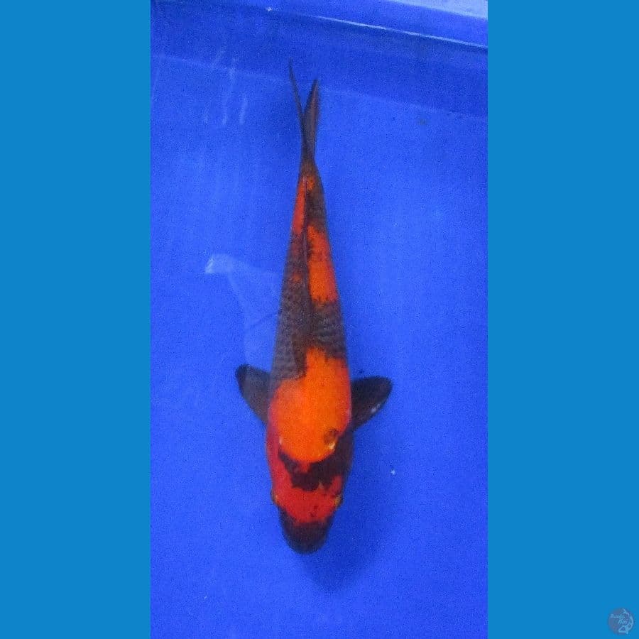 hi utsuri ±35cm