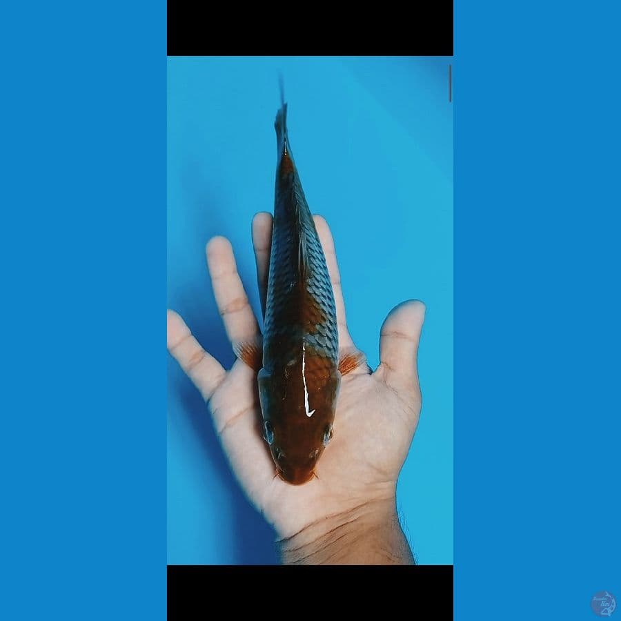 Ochiba size 23cm????