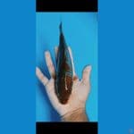 Ochiba size 23cm????