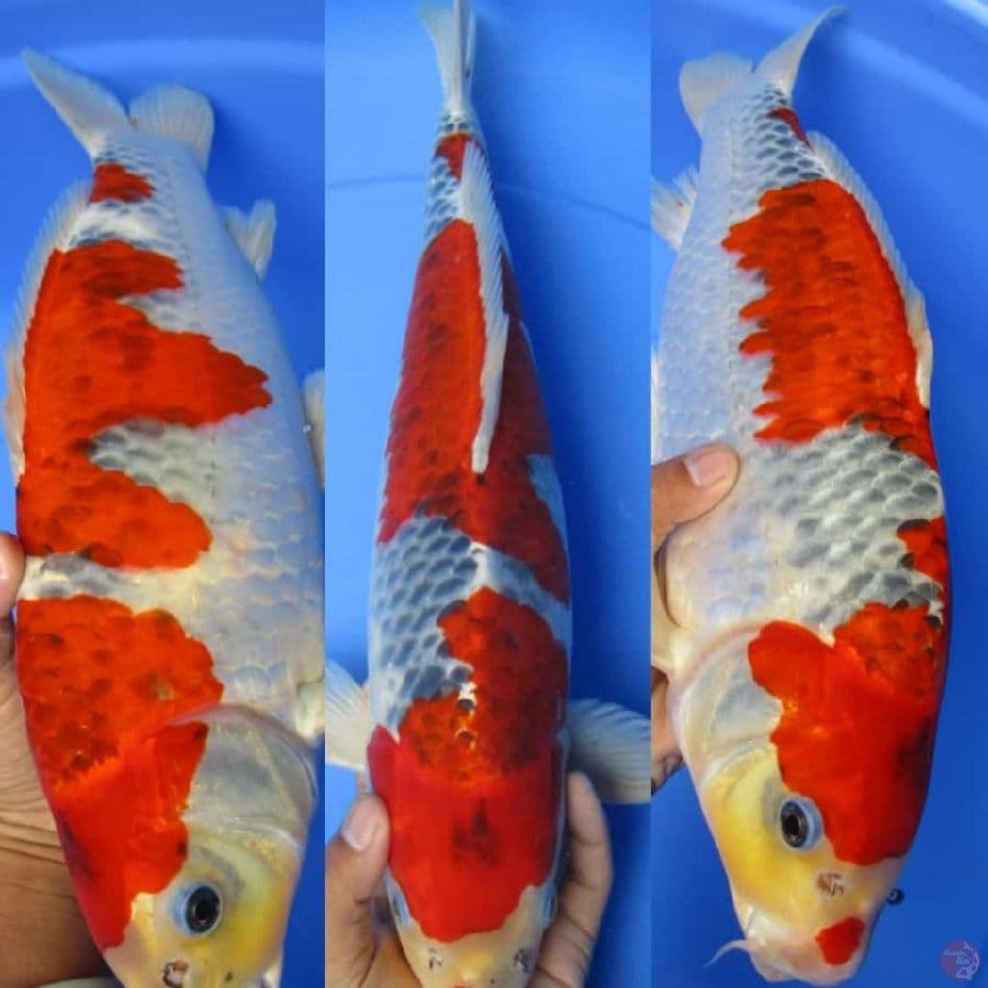 MKC KOI GRUB