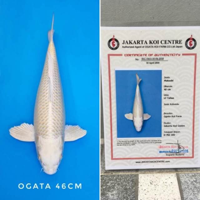 Mukashi import sertifikat
