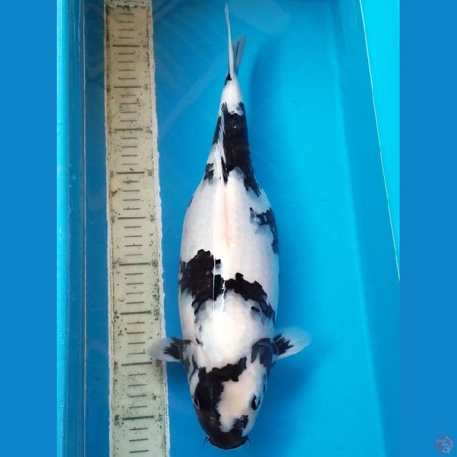 SHIRO 43 CM FEMALE