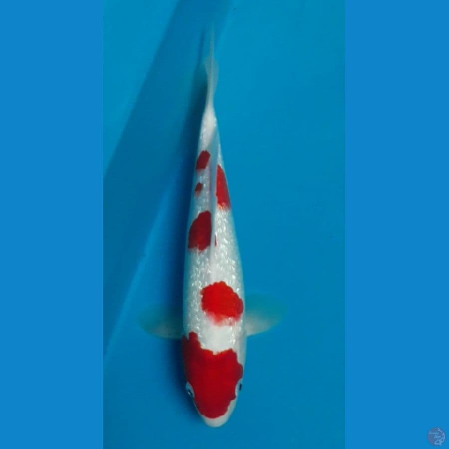 Kohaku Ginrin 28 cm