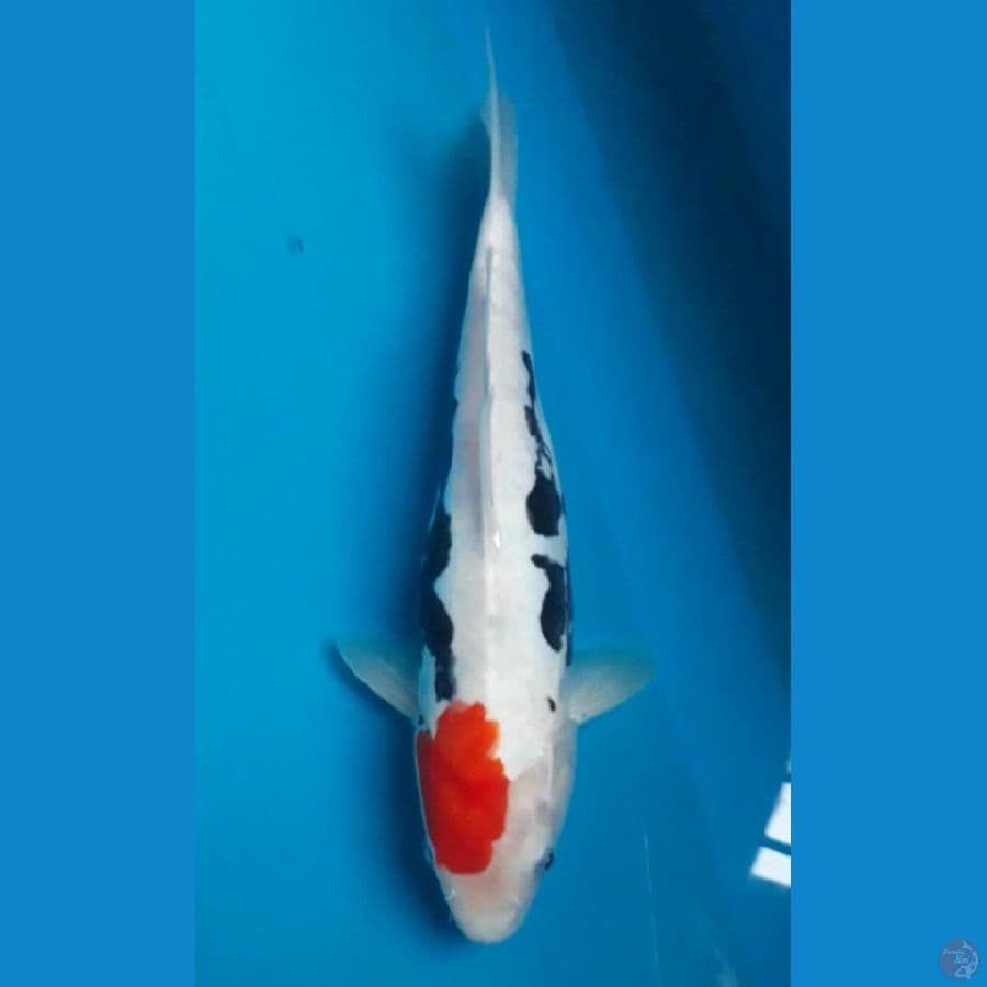 Beni Kumon 32 cm