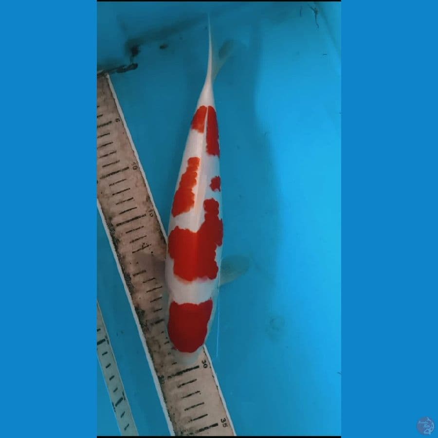 kohaku bahan kepp