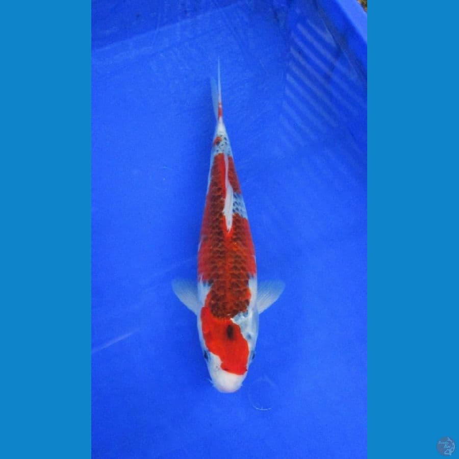 goshiki ±32cm