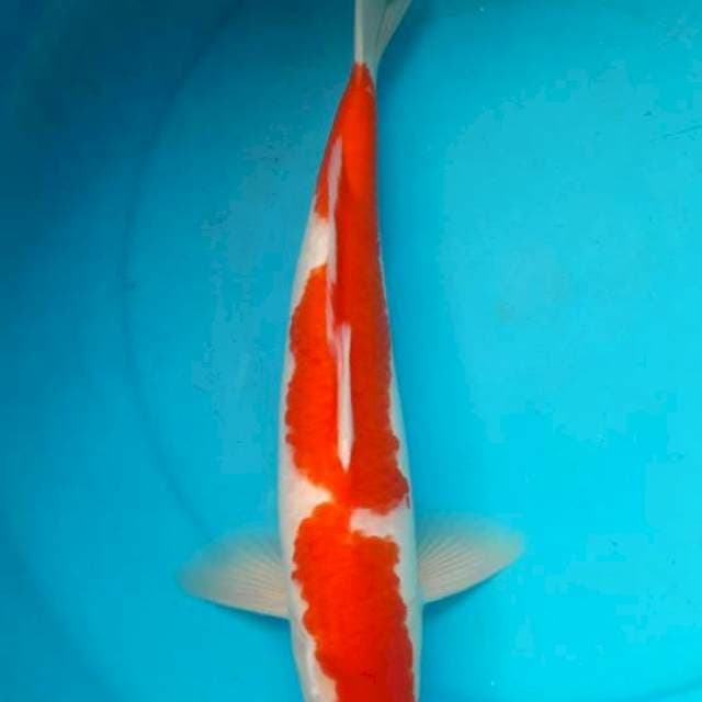 Kohaku inazuma 41cm male