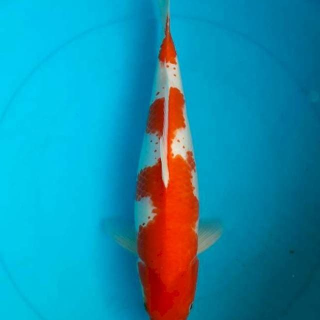 Kohaku 40cm Female