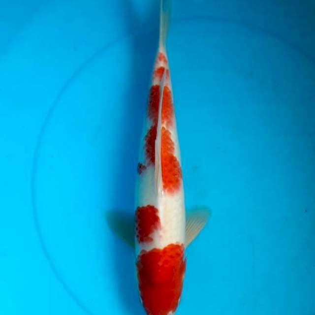 Kohaku 40cm male