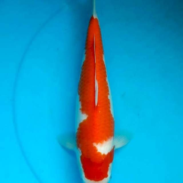 Kohaku 36cm female