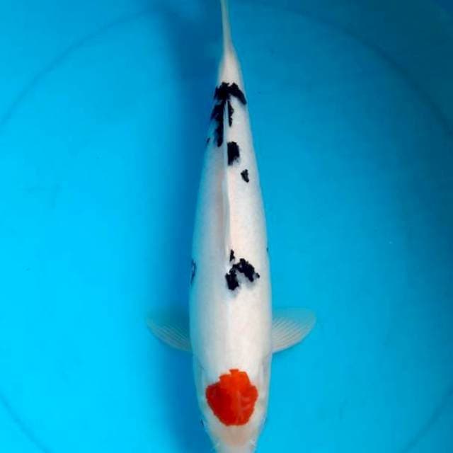 Tancho sanke 33cm female