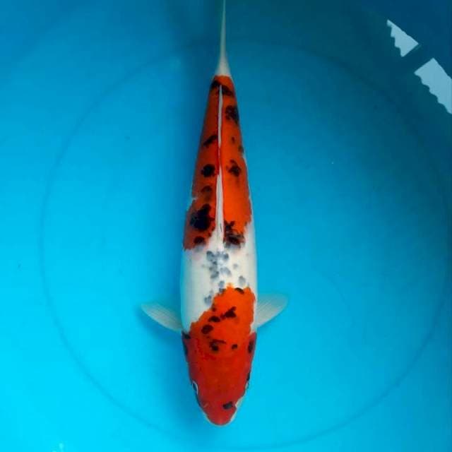 Gosiki 40cm female