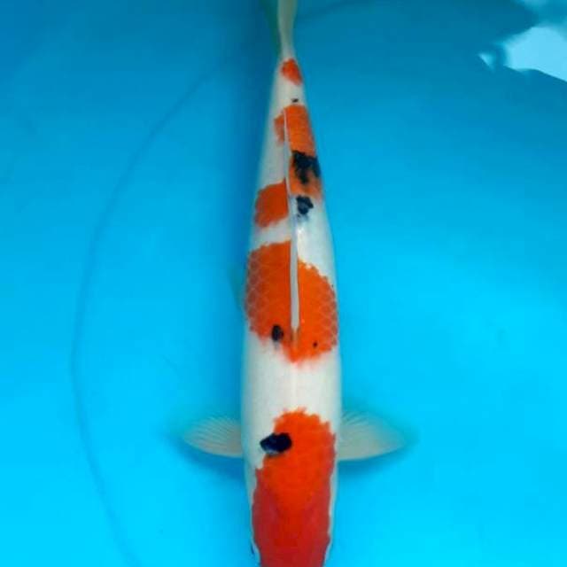 Sanke 35cm male