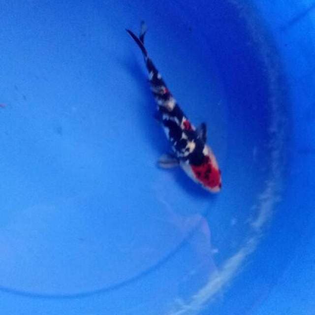 Doitsu sanke 22cm male