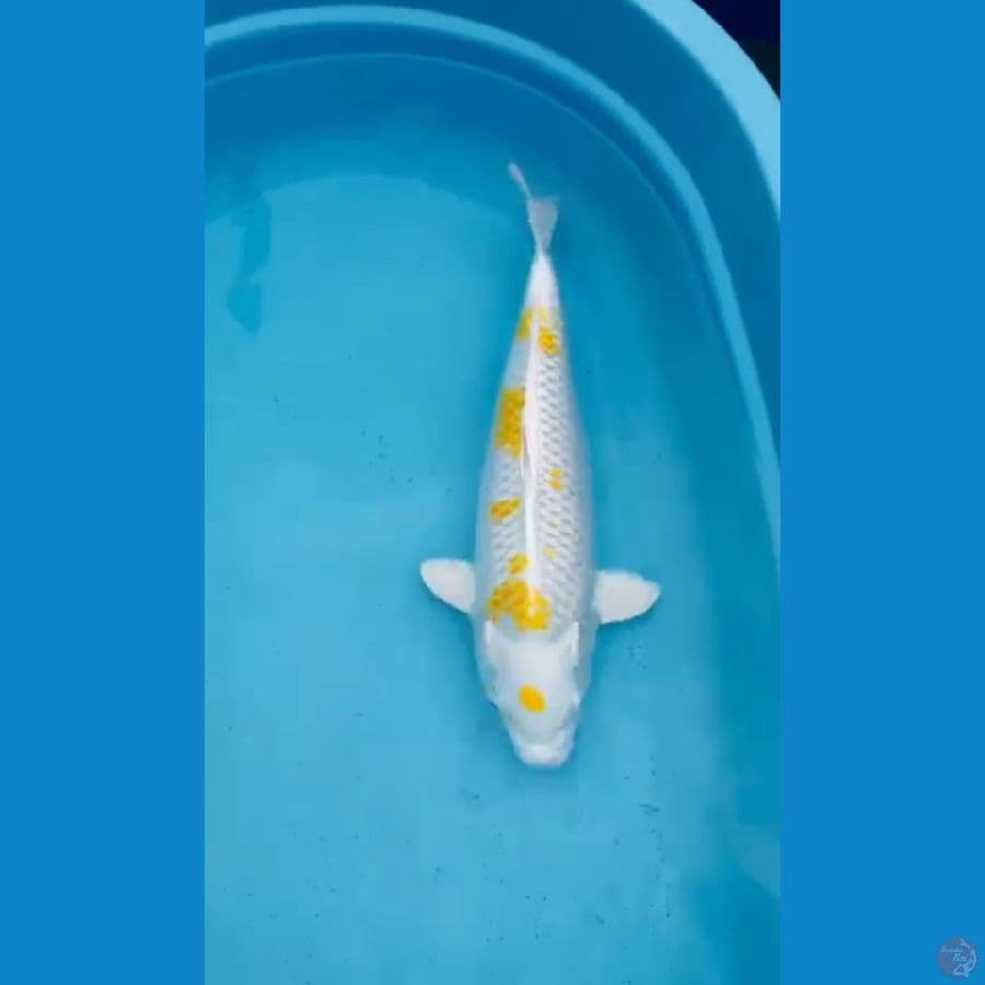 Hariwake Mewah bersih 43 Cm