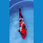 Showa Jantan 40 Cm 