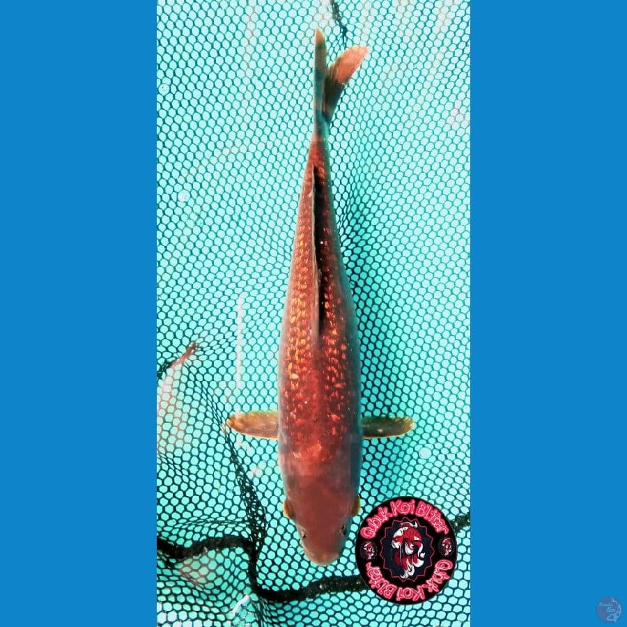 Hotai ~ Cagoi tembaga gindrin jaring rapi 31 cm