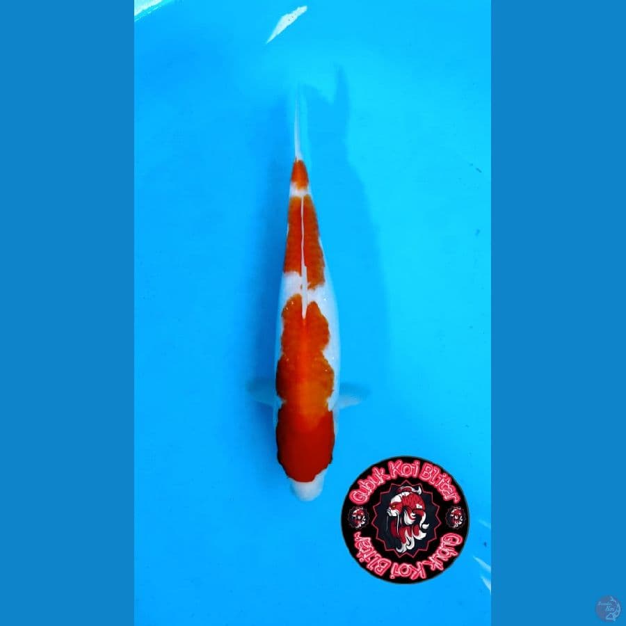 Hotai ~ Kohaku 3 step 32 cm
