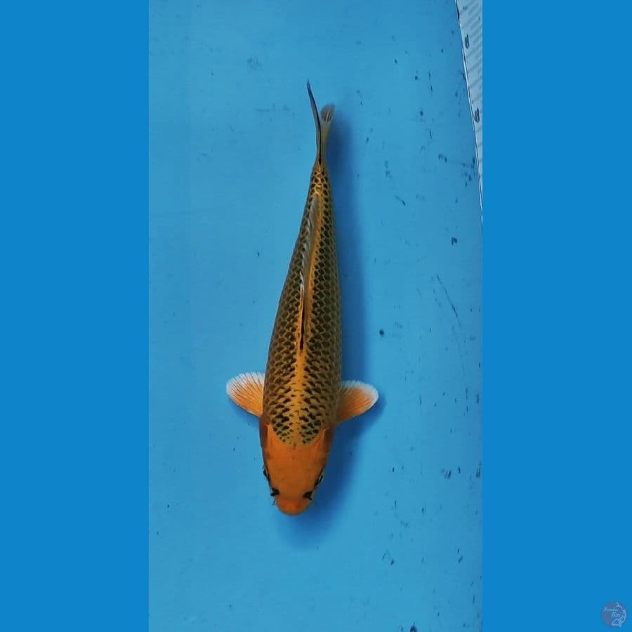 Aka matsuba 28 Cm hikari mantap