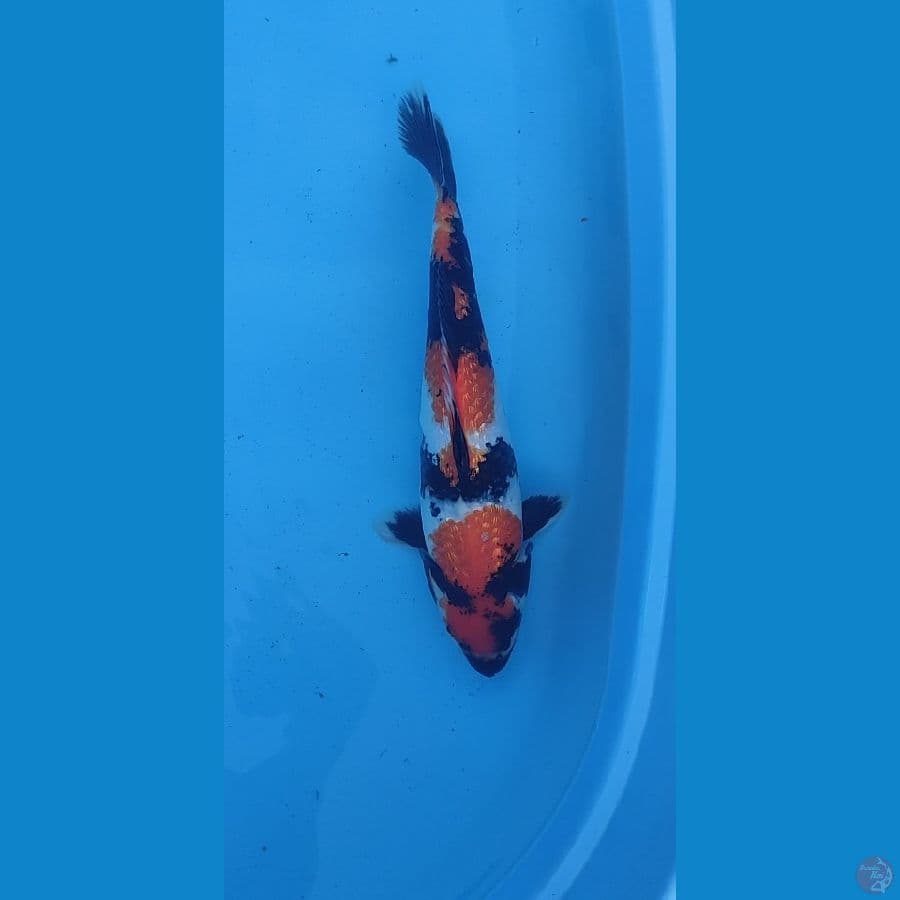 Showa gindrin 40 Cm Male