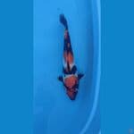 Showa gindrin 40 Cm Male