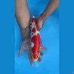 Doitsu Goi 35 CM Male Merah Darah
