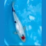 TC Showa Gindrim padat 38 Cm