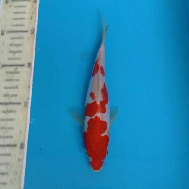 Doitsu Kohaku