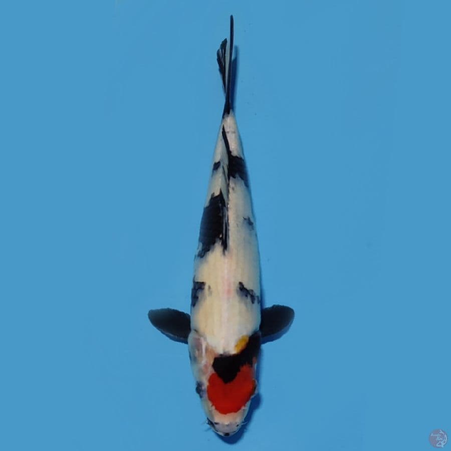 Tc showa 29 cm 
