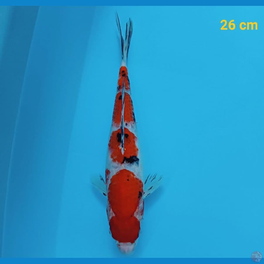 maruten sanke 26 cm