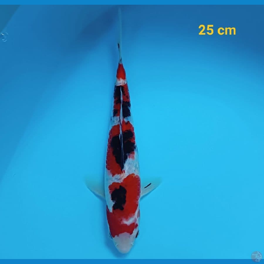 sanke 25 cm