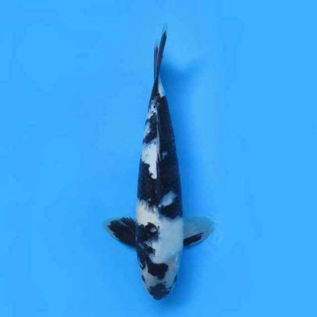34cm Male Tosai - F1 Shiro Utsuri 