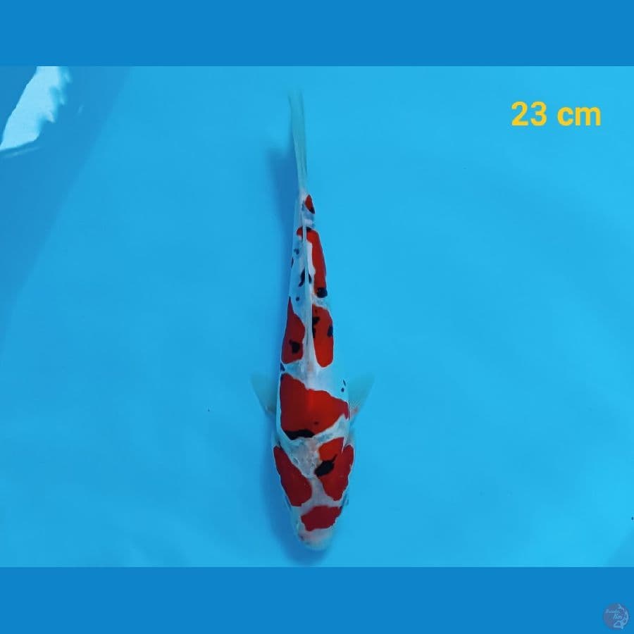 sanke doit 23 cm