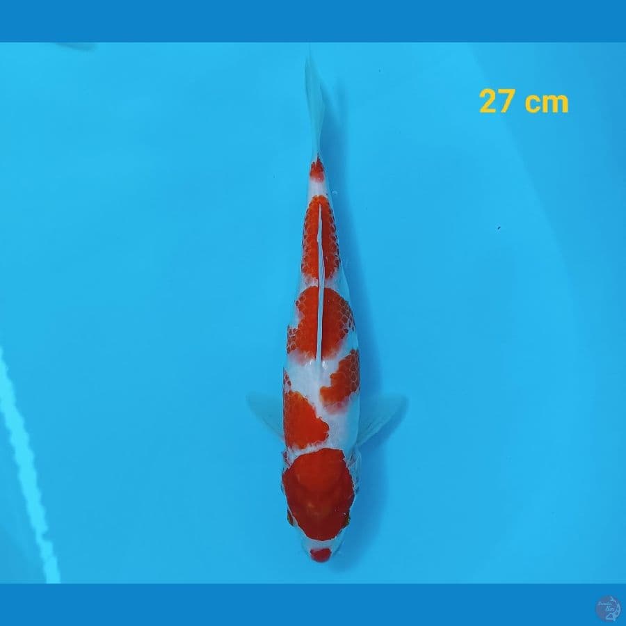 kohaku 27 cm