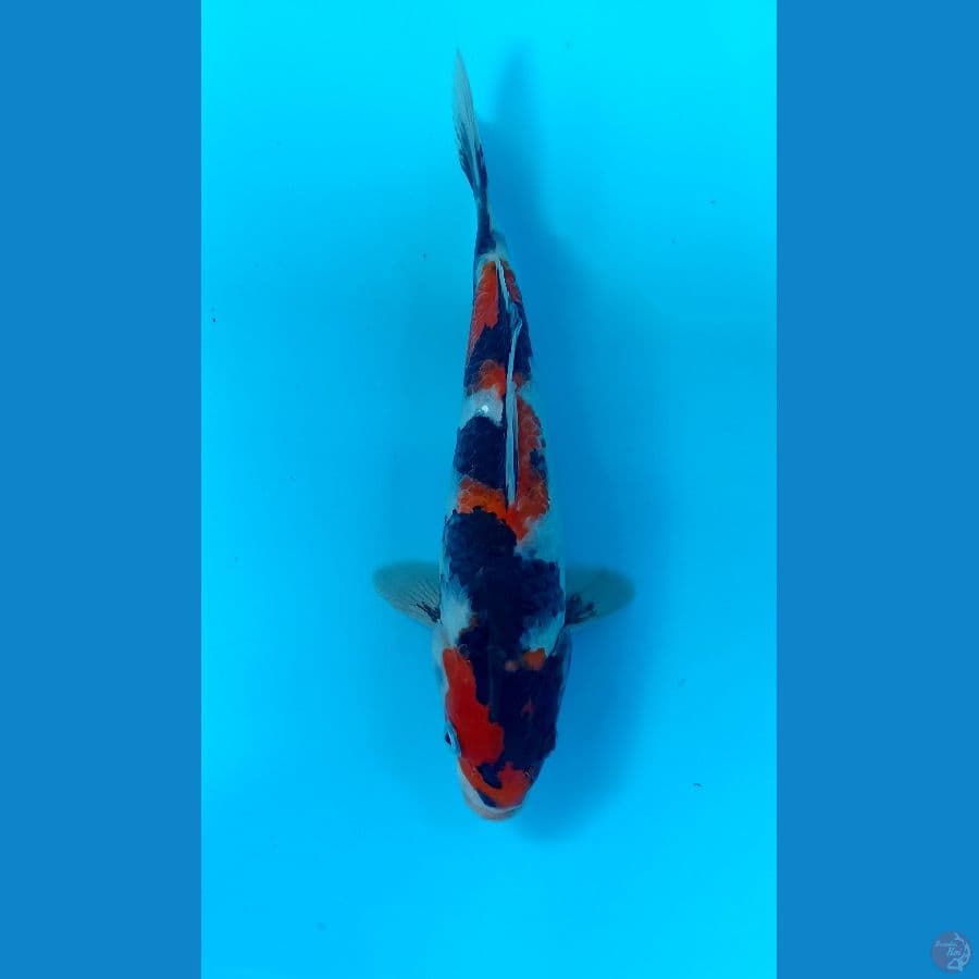 showa 26cm