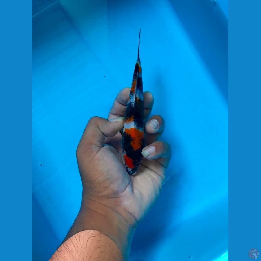 showa 19cm