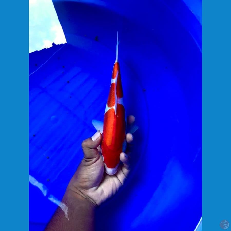 27cm