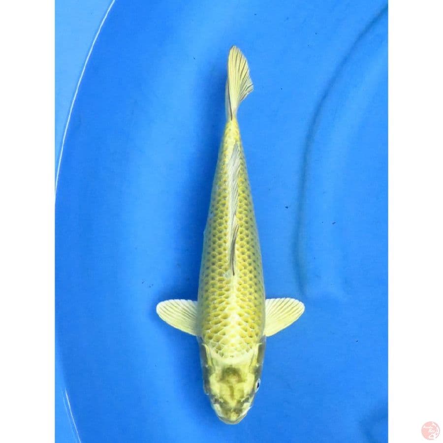 Jantan Gold Mukasi - 34cm