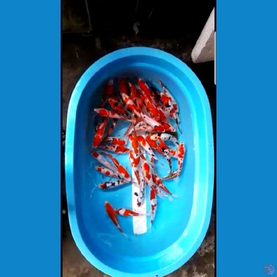 30 ekor..20-25 cm..