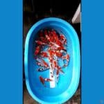 30 ekor..20-25 cm..