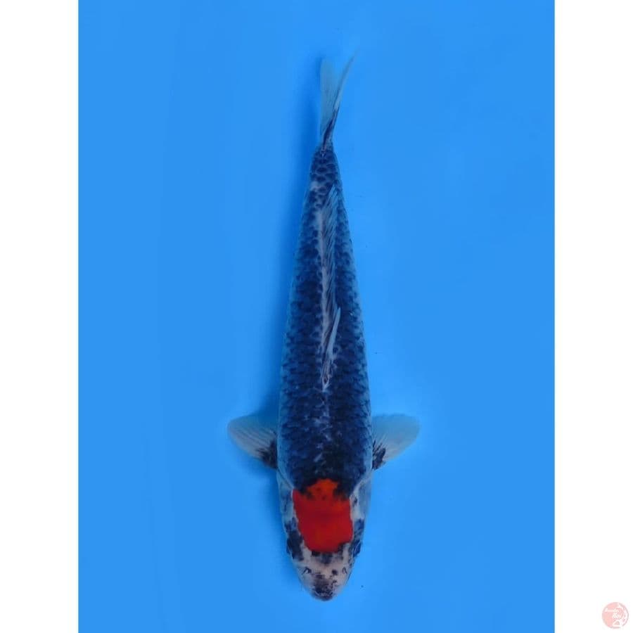 Tancho Kuro Ghosiki - 38cm